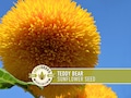 Teddy Bear Sunflower Seeds | 20+ Seeds, Dwarf Heirloom, Container Garden, Non-GMO, Open-Pollinated, Helianthus Annuus