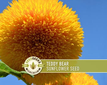 Teddy Bear Sunflower Seeds | 20+ Seeds, Dwarf Heirloom, Container Garden, Non-GMO, Open-Pollinated, Helianthus Annuus