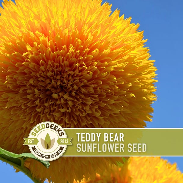 Teddy Bear Sunflower Seeds | 20+ Seeds, Dwarf Heirloom, Container Garden, Non-GMO, Open-Pollinated, Helianthus Annuus
