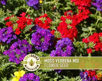 Moss Verbena Flower Seeds - Heirloom Wildflower Mix