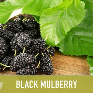 Black Mulberry Tree Seeds – Heirloom, Sweet Fruit (50 Seeds) zdjęcie 4