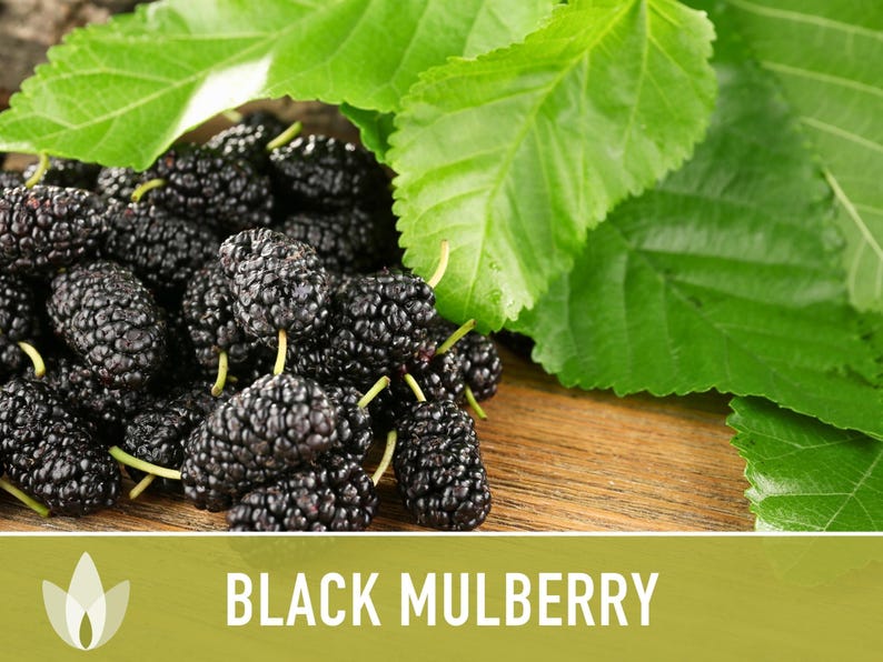 Black Mulberry Tree Seeds – Heirloom, Sweet Fruit (50 Seeds) zdjęcie 4