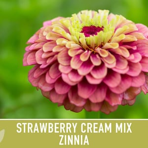 Strawberry Cream Zinnia Seeds | 100+ Seeds, Heirloom Flower Mix for Pollinator Gardens & Bouquets! image 10