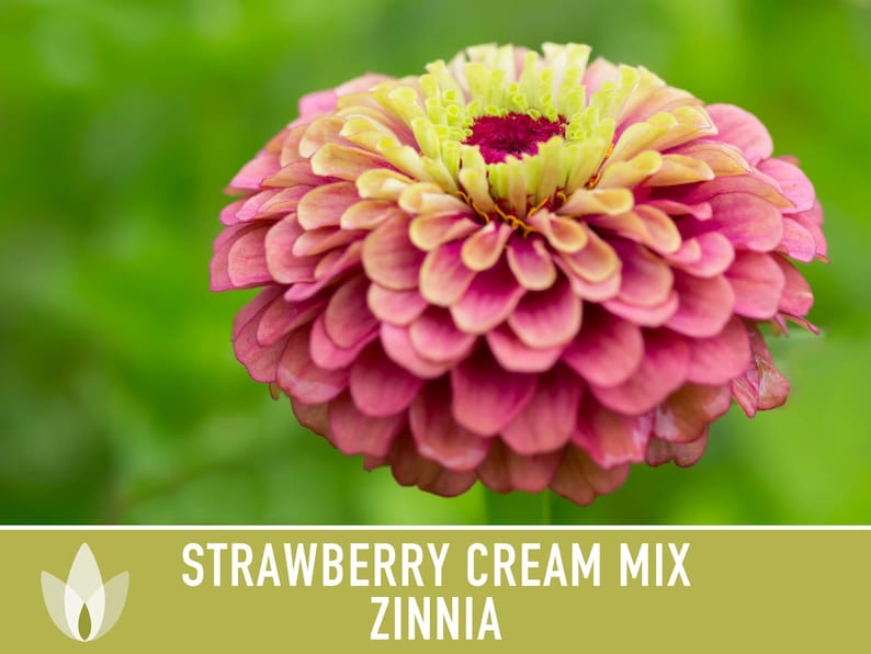 Strawberry Cream Zinnia Seeds | 100+ Seeds, Heirloom Flower Mix for Pollinator Gardens & Bouquets! image 10