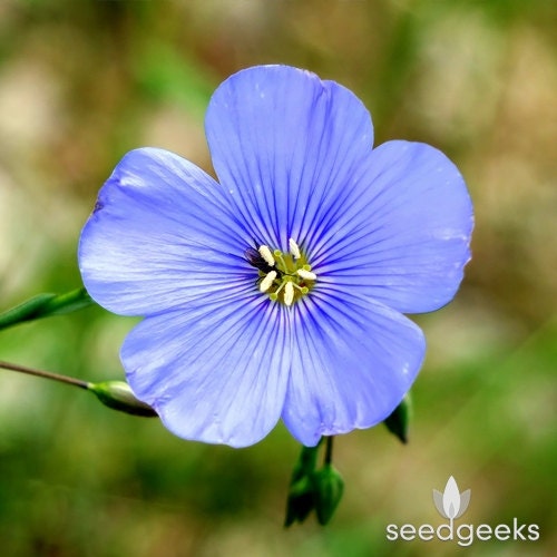 Blue Flax Wildflower Heirloom Seeds Non-GMO Open | Etsy