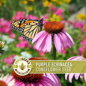Purple Coneflower Seeds | 100+ Seeds, Native Wildflower, Heirloom, Drought Tolerant, Butterfly Garden, Echinacea purpurea