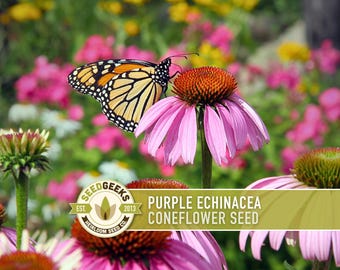 Purple Coneflower Seeds | 100+ Seeds, Native Wildflower, Heirloom, Drought Tolerant, Butterfly Garden, Echinacea purpurea