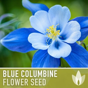 Columbine, Colorado Blue - 100 Seeds - Heirloom Flower Seeds, Colorado State Flower, Colorado Columbine, Granny’s Bonnet, Native, Non-GMO