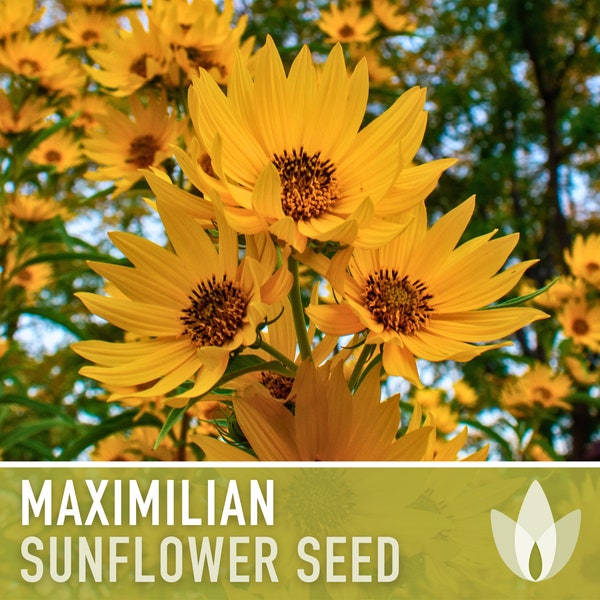 Maximilian Perennial Sunflower Heirloom Seeds - Native, Non-GMO, Open Pollinated, Untreated, Flower Seeds, Perennial, Native, Wildflower