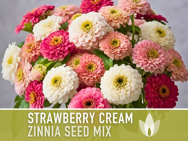 Strawberry Cream Zinnia Seeds | 100+ Seeds, Heirloom Flower Mix for Pollinator Gardens & Bouquets! image 9