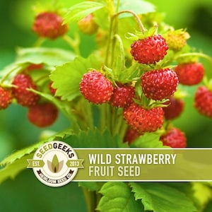 May include: Close-up of wild strawberry plants with bright red berries and green leaves. The image includes a logo that reads "Seed Geeks" and the text "Wild Strawberry Fruit Seed."