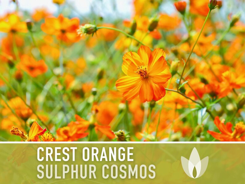 Crest Orange Sulphur Cosmos Seeds, Pollinator Friendly, Non-GMO image 4