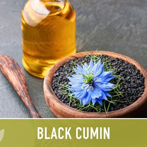 Black Cumin Herb Seeds – Nigella Sativa, Culinary & Medicinal image 10