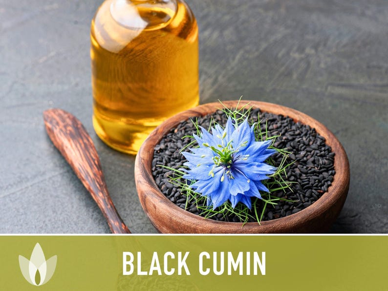 Black Cumin Herb Seeds – Nigella Sativa, Culinary & Medicinal image 10