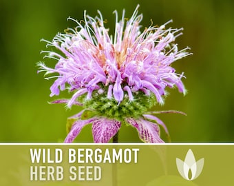 Wild Bergamot Heirloom Herb Seeds - Flower Seeds, Monarda, Bee Balm, Medicinal Herb, Non-GMO