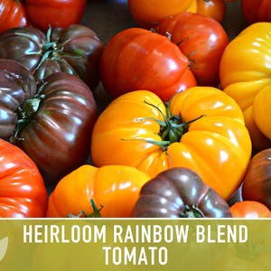 Heirloom Rainbow Blend Tomato Seeds | 30+ Non-GMO, Open Pollinated, Organic, Colorful Varieties Lycopersicon lycopersicum image 7