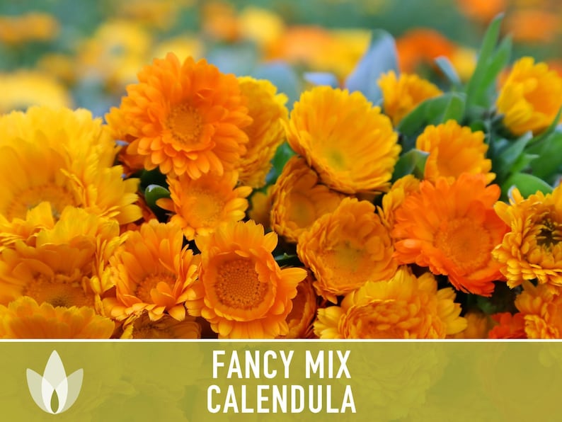 Calendula Fancy Mix Seed | 50+ Seeds, Heirloom Flower, Non-GMO, Cool-Weather Annual, Calendula officinalis image 8