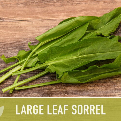 Large Leaf Sorrel Seeds nongmo Heirloom Asian Herbs Vegetable Etsy