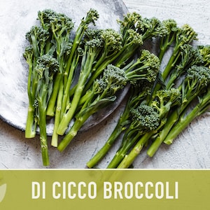 Di Cicco Broccoli Seeds Heirloom, Organic, Non-GMO image 8