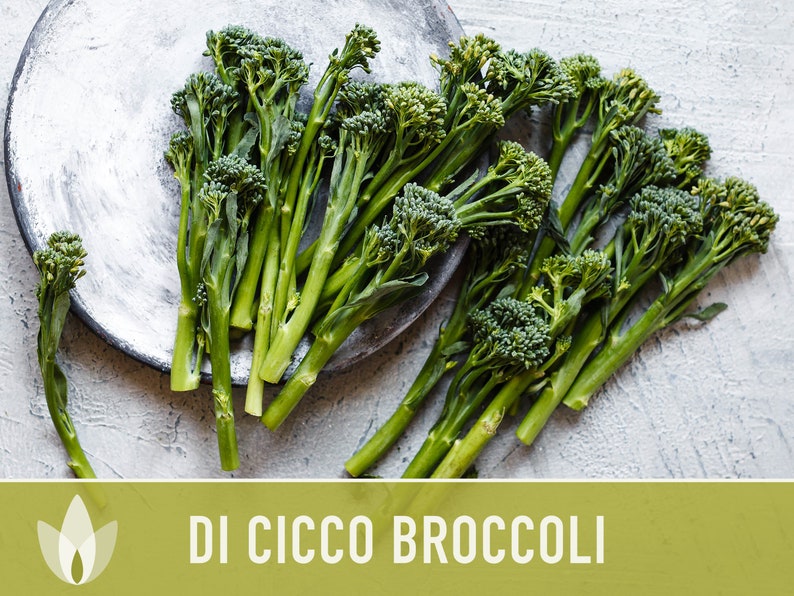 Di Cicco Broccoli Seeds Heirloom, Organic, Non-GMO image 8