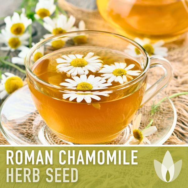 Roman Chamomile Seeds - Heirloom Seeds, Medicinal Herb Seeds, Herbal Tea Garden, Ground Cover, Pollinator Garden, Non-GMO