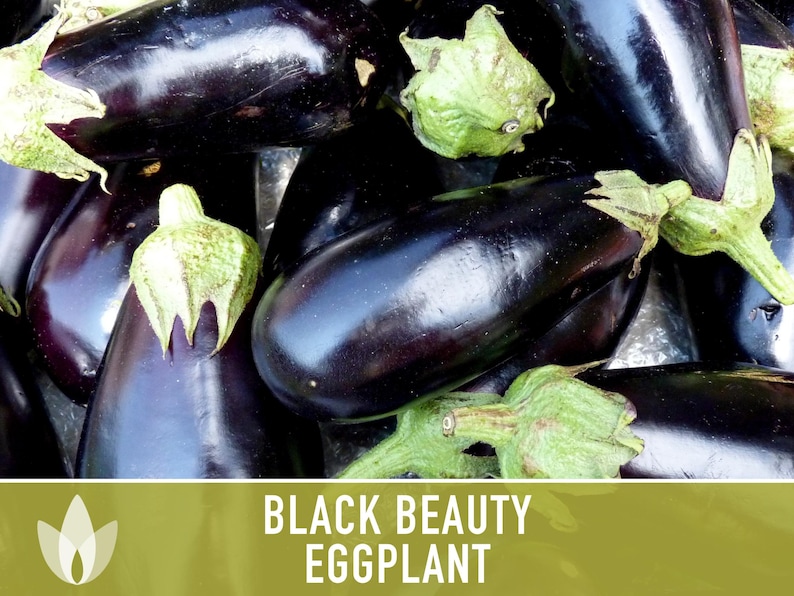 Black Beauty Eggplant Heirloom Seeds Imperial Black Beauty Etsy