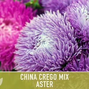 China Aster Crego Mix Flower Seeds | 100+ seeds, Heirloom, Nectar Source, Wildflower, Callistephus chinensis image 5