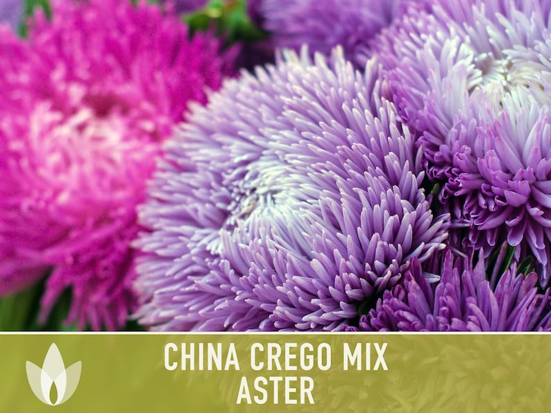 China Aster Crego Mix Flower Seeds | 100+ seeds, Heirloom, Nectar Source, Wildflower, Callistephus chinensis image 5