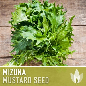 Mizuna Mustard Greens Heirloom Seeds image 1