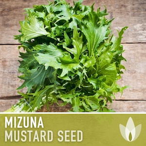 Mizuna Mustard Greens Heirloom Seeds image 1