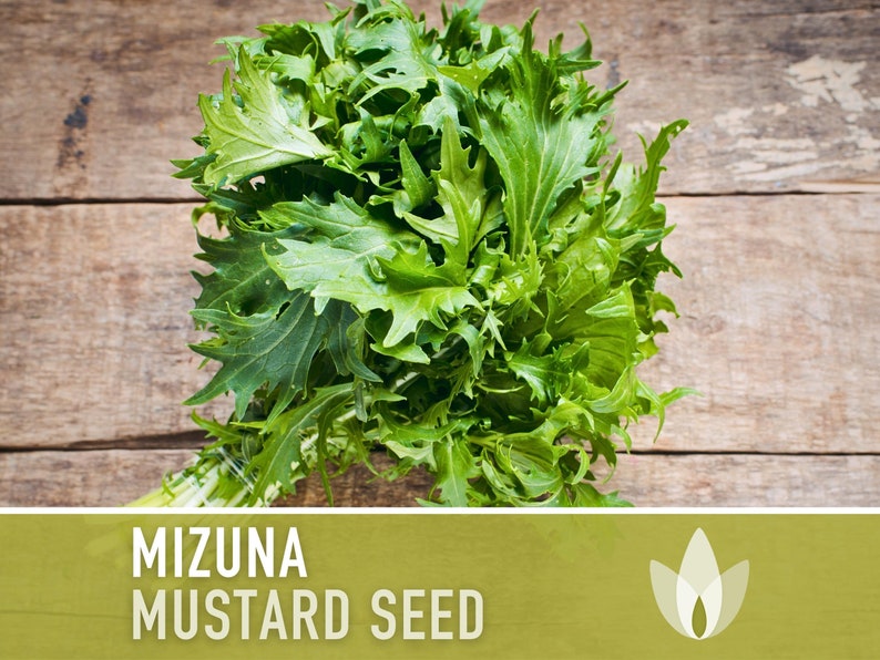 Mizuna Mustard Greens Heirloom Seeds image 1