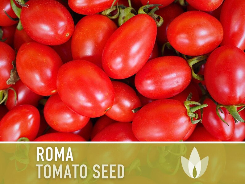 Roma Tomato Heirloom Seeds Paste Tomato, Seed Packet, Non-GMO, Open Pollinated image 2