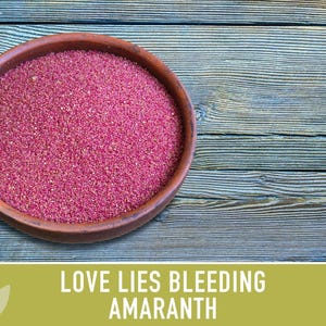 Semillas tradicionales de amaranto sangrante Love Lies imagen 10