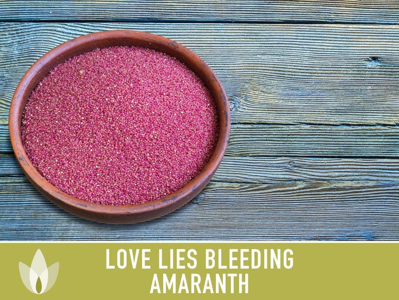 Semillas tradicionales de amaranto sangrante Love Lies imagen 10