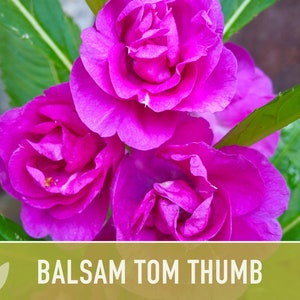 Balsam, Tom Thumb Mix Flower Seeds Heirloom Seeds, Pollinator Garden, Container Garden, Dwarf Flower, Open Pollinated, Non-GMO image 5