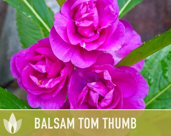 Tom Thumb Mix Balsam Impatiens Seeds - Dwarf, 12-16", 200 Non-GMO Seeds For Shade/Part-Shade Gardens