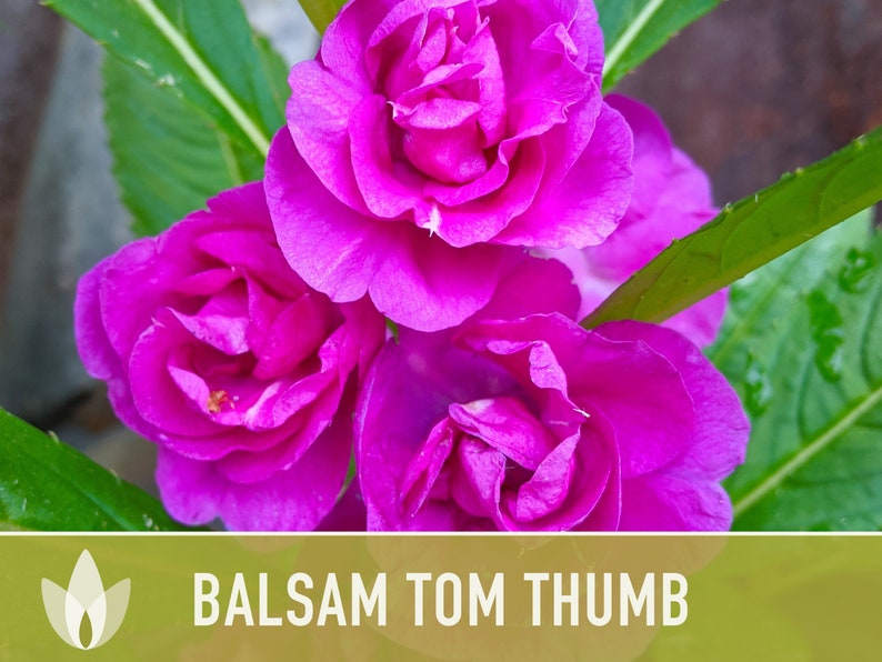 Balsam, Tom Thumb Mix Flower Seeds Heirloom Seeds, Pollinator Garden, Container Garden, Dwarf Flower, Open Pollinated, Non-GMO image 5