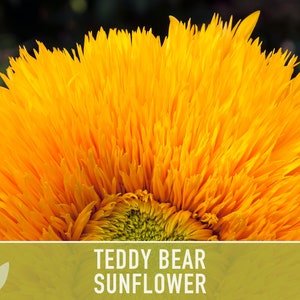 Teddy Bear Sunflower Seeds Heirloom Seeds, Seed Packets, Flower Seeds, Dwarf Sunflower, Non GMO, Open Pollinated image 2