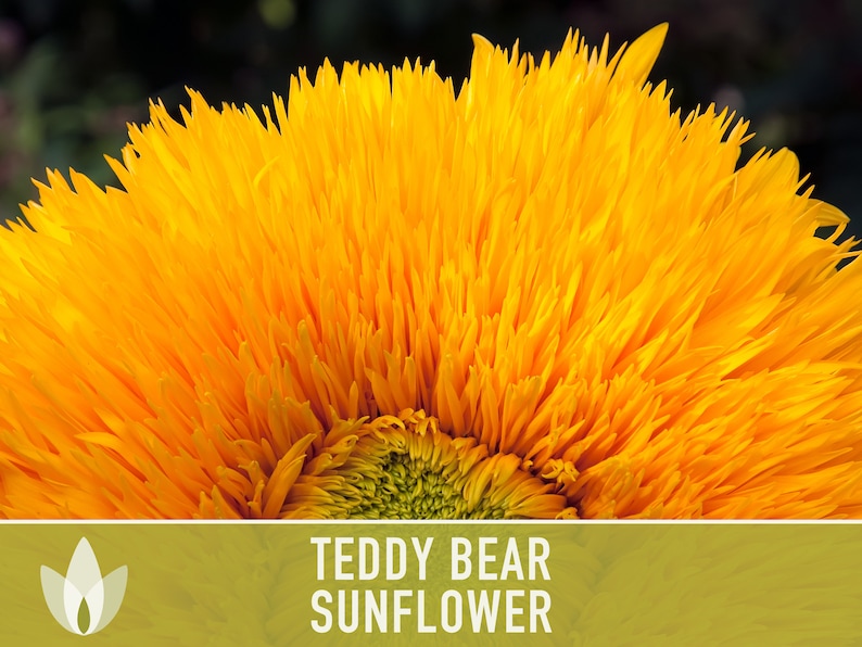 Teddy Bear Sunflower Seeds Heirloom Seeds, Seed Packets, Flower Seeds, Dwarf Sunflower, Non GMO, Open Pollinated image 2