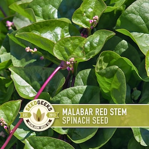 May include: Close-up of Malabar Red Stem Spinach plant with large, green leaves and pink stems. The image includes a logo that reads "SEED GEEKS" and "MALABAR RED STEM SPINACH SEED".
