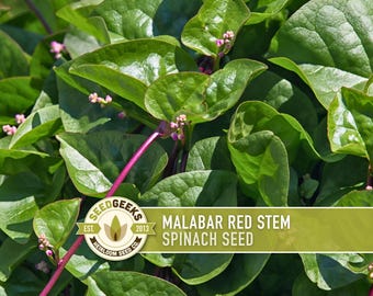 Malabar Red Stem Spinach Seeds | 50+ Seeds, Heat Tolerant, Vining, Leafy Greens | Basella alba