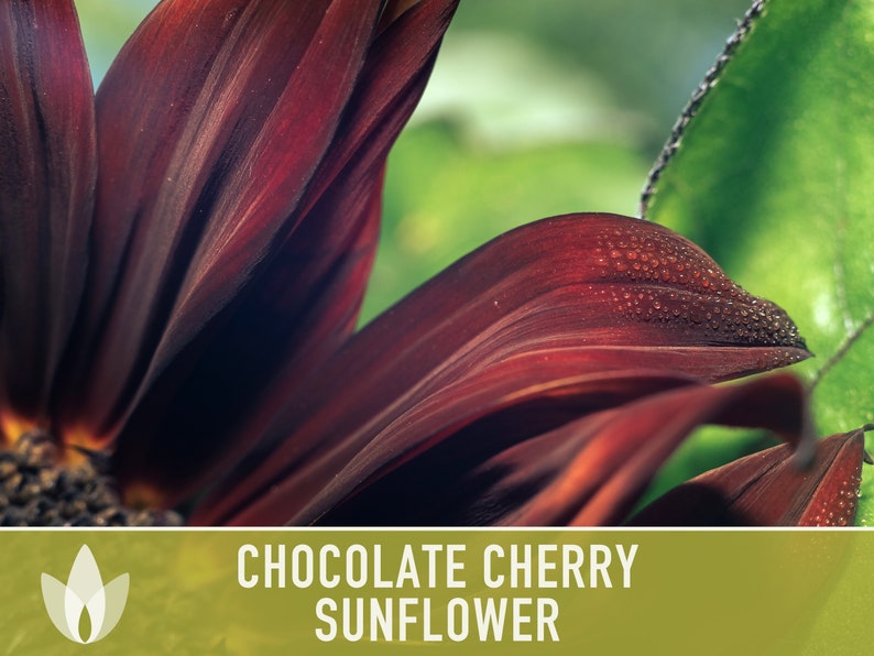 thumbnail image 2 of Chocolate Cherry Sunflower Seeds – 20 Non-GMO Seeds, Fresh, Easy Grow, Annual, Helianthus 2 of 5