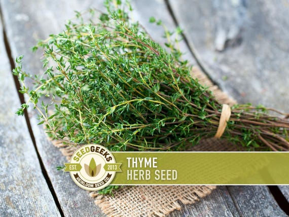 Thyme Herb Seeds | 200+ Seeds, Heirloom, Organic, Culinary, Medicinal, Rare, Perennial, Thymus vulgaris