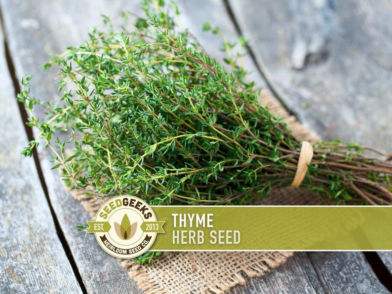 Thyme Herb Seeds | 200+ Seeds, Heirloom, Organic, Culinary, Medicinal, Rare, Perennial, Thymus vulgaris image 1