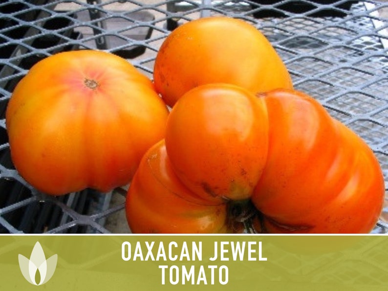 Oaxacan Jewel Tomato Heirloom Seeds Etsy