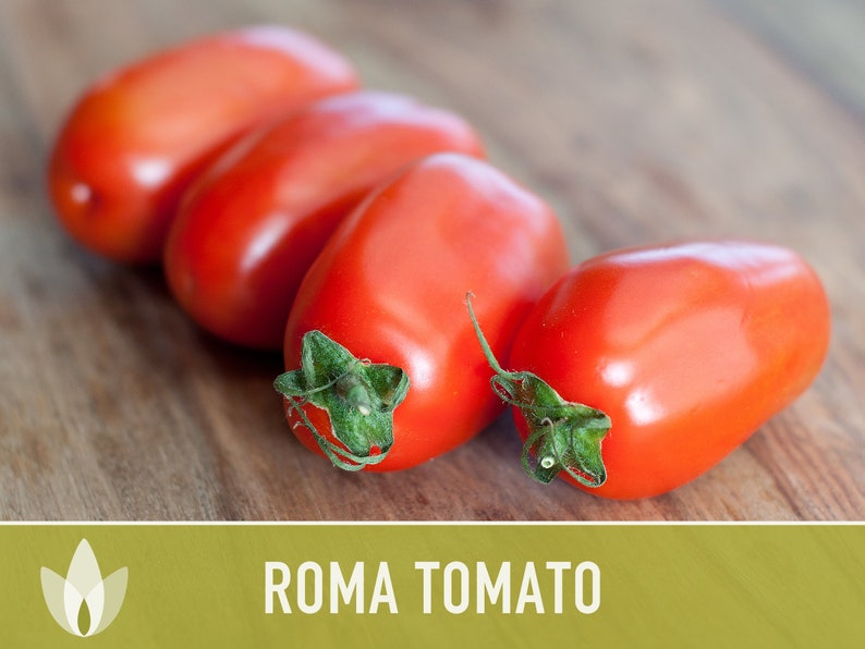 Roma Tomato Heirloom Seeds Paste Tomato Canning Tomato Etsy