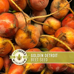 May include: A close-up of a pile of Golden Detroit beetroots, showcasing their vibrant orange and red hues. The image includes the Seed Geeks logo and text that reads "Golden Detroit Beet Seed". The beets have visible roots and stems.