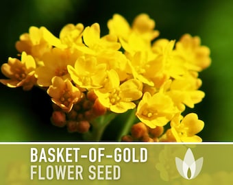 Basket of Gold Flower Seeds - Heirloom Seeds, Alyssum Saxatile, Rock Gardens, Border Plants, Drought Tolerant, Pollinator Friendly, Non-GMO