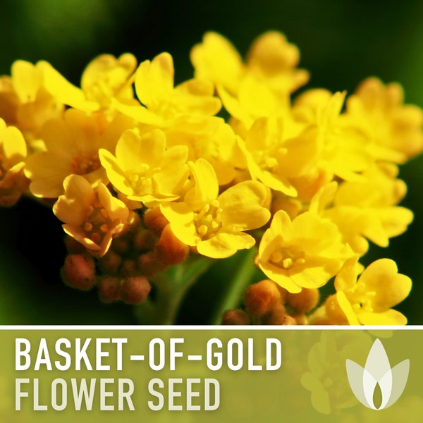 Basket of Gold Flower Seeds - Heirloom Seeds, Alyssum Saxatile, Rock Gardens, Border Plants, Drought Tolerant, Pollinator Friendly, Non-GMO