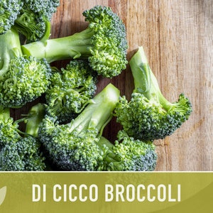 Di Cicco Broccoli Seeds Heirloom, Organic, Non-GMO image 6